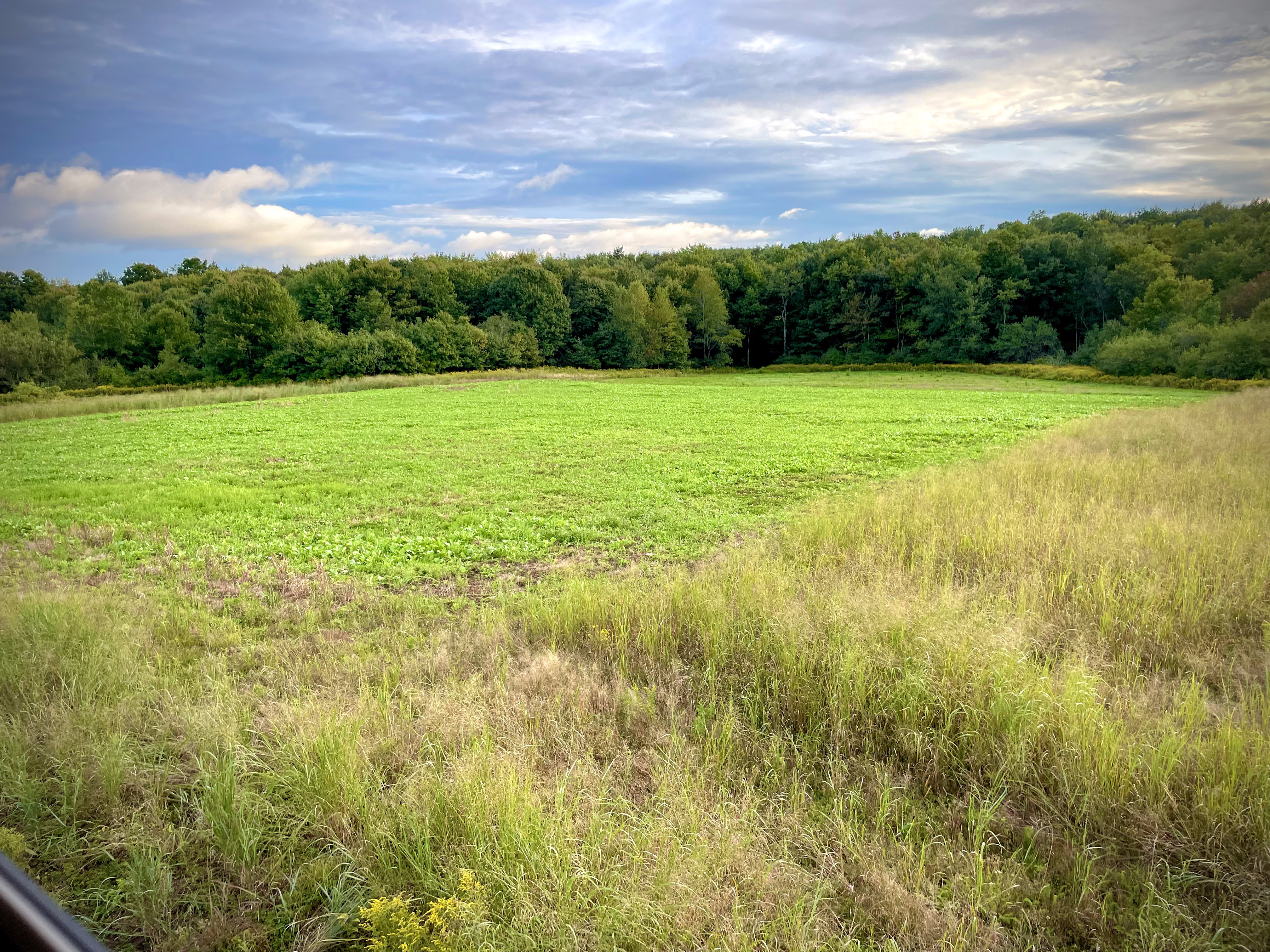 Food Plots